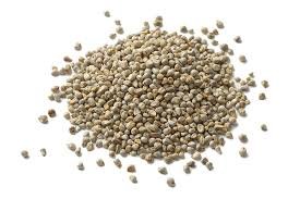 Pearl millet