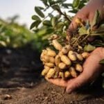 Peanuts / Groundnuts