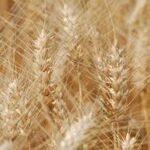 Wheat