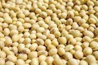 Raw Soybeans